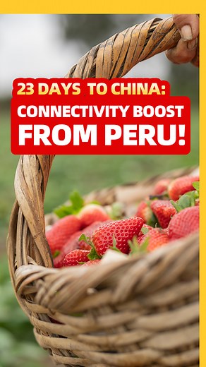 2.8M views · 2.7K reactions | Percy's berries from Peru reach China in record time — thanks to enhanced connectivity (互联互通hù lián hù tōng)! Connectivity isn't just a concept—it's the flow of trade, people, and ideas that powers #APEC economies. What does "互联互通 (hù lián hù tōng)" mean to you? Share your story below! #APEC #Connectivity #Trade #ChinaKeyword | Learn Chinese | Facebook