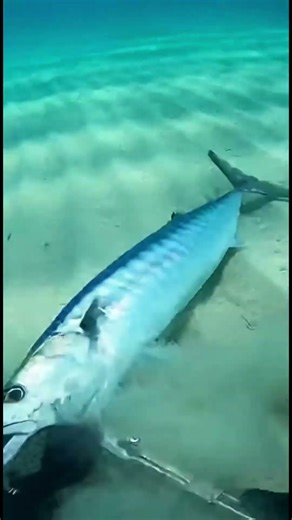 Underwater Gone Wrong: Chasing the Danger Fish! #naturaldisasters #collisioncam