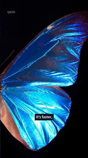 This butterfly wing does something incredible…