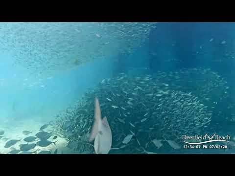 Great Hammerhead Shark! Deerfield Beach Pier Underwater Cam