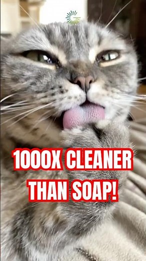 A Cat’s Tongue Is CLEANER Than SOAP?