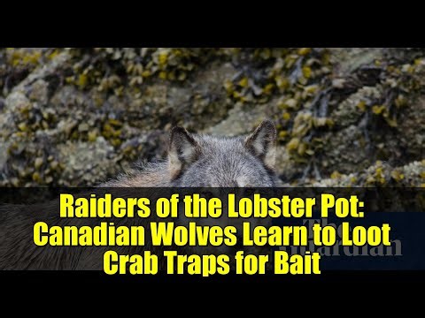 Raiders of the Lobster Pot: Canadian Wolves Learn to Loot Crab Traps for Bait