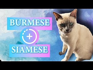 Meet the Tonkinese Cat Breed