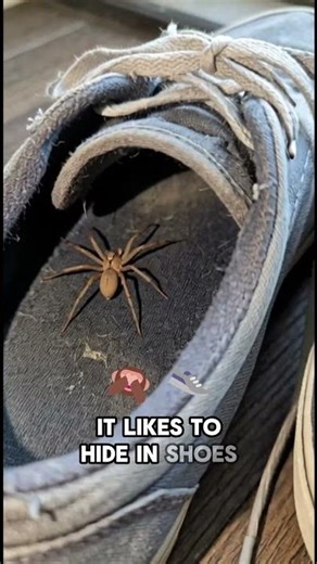 Never put on shoes without checking first 😳 #spider #shorts #safety