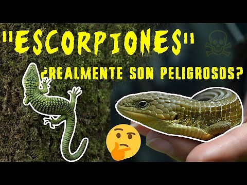 "Escorpiones", ¿Realmente son peligrosos?