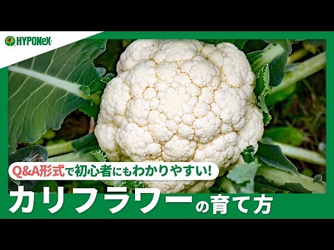 ☘241：カリフラワーの育て方｜美味しく育てるコツや収穫方法は？水やりや肥料など、日々の管理もご紹介 【PlantiaQ&A】植物の情報、育て方をQ&A形式でご紹介