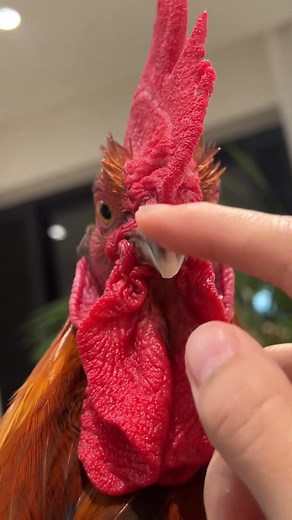 Raising Chickens on Reels