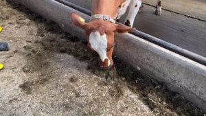 Feeding signals and grazing: 4 or 22 hours per day? Or tmr inside 24/7? Learn more: from cowsignals - what does the cow need? https://www.cowsignals.com/en/online_courses/feedingsignals | CowSignals Training Company