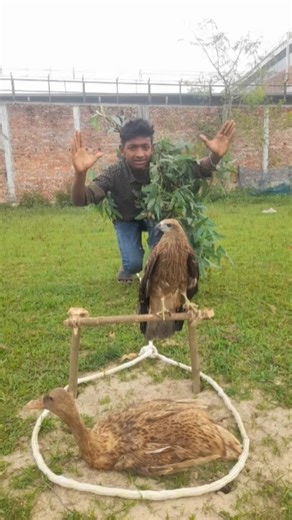 What technique is used to catch a falcon afterwards #USAContent #viralvideoシfyp