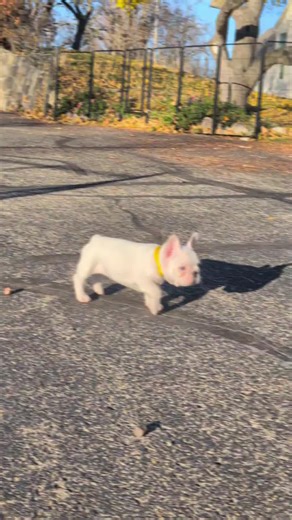 The Autumn Towns   Princess Bride babies took their very first big adventure outside… and honestly? They acted like they’ve been running this yard their whole lives 🍂👑🐾 Tiny paws, happy squeaks, wiggly butts, and zero fear — just pure joy. These little explorers are living their best puppy life and I can’t handle the cuteness 😭❤️ Aspen (all white) Lenox (panda baby) and Boone (pied male) are the only ones looking for their happily ever after 🫶@Leah Bishop #qualityfrenchbulldogpuppies #wisco