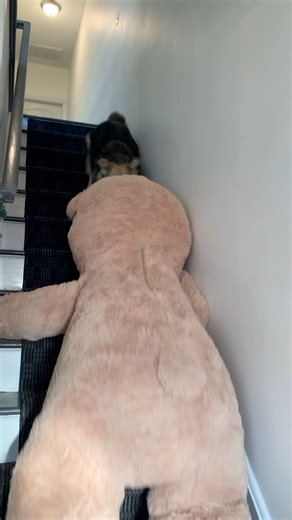 “Wow look at that!” #retriever #goberian #dogs | The Half Husky Bros