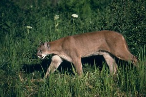 If you Meet a Mountain Lion – Safety Tips for Hikers - NatureOutside