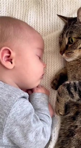 When Your Cat Becomes the Baby’s Bodyguard 🐱👶💪 #cat #baby #catandbaby #protector #bodyguard #wholesome #heartwarming #cute #animals #catlover #petsoftiktok #gentle #bestfriends #love #waitforit #viral #catsofinstagram #tabbycat #sleepingbaby #ViralCat | Cat lovers