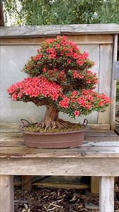 57K views · 226 reactions | Azalea bonsai in full bloom  @bonsaiwerkstatt | Bonsai Society | Facebook