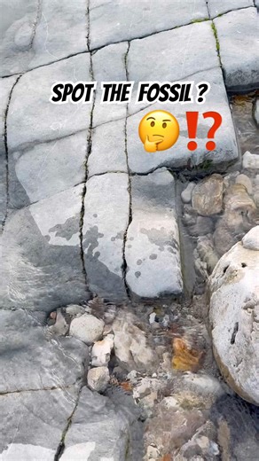 Spot the fossil shell 🐚 surprise 😮! #fossil#fossilhunter#shelly