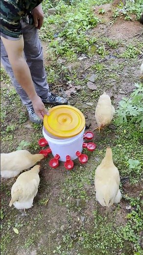 DIY Chicken Waterer: 3 Simple Steps, No Leaks, Chickens Love It!