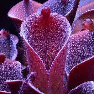 Heliamphora pilosa is a species of marsh pitcher plant endemic to the Chimanta Massif and surrounding table-top mountains in Venezuela. 🎥 by California Carnivores | Science Channel
