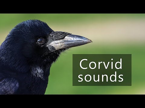 The sounds of rooks - Corvus frugilegus