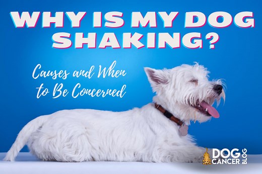 Why Is My Dog Trembling and Shaking? - Dog Cancer Blog