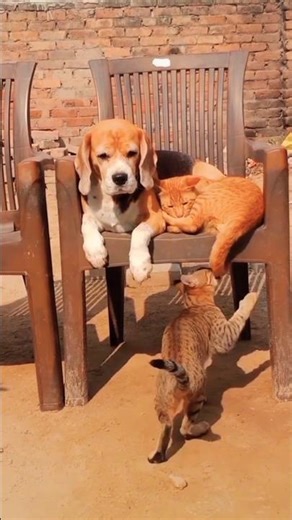 kids enjoying with step mama #cat