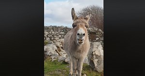 WATCH: Video of Irish donkey singing opera goes viral