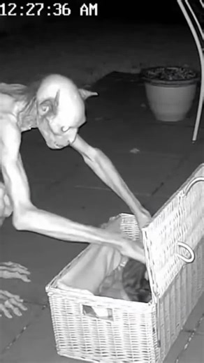 Skinwalker Encounters with Cats: What You Should Know