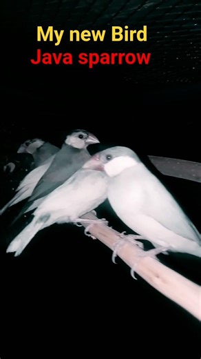 night stay my new bird #birds #javabird #javacalony#Java sparrow breeding setup