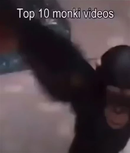 Justamonké on Instagram: "Top 10 Monki video 🦧"