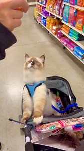 535 reactions · 5 comments | How to solve the mid-week blues with retail therapy 螺 1. Get your favorite cat  2. Buy them whatever they want     Follow my silly adventures @willowdeaux    #ilovemycat #celebripet #petsmart #petstore #retailtherapy #shoppingspree #instagood | Willow the Adventure Floof | Facebook
