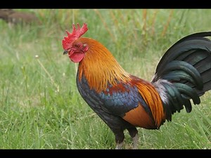 Coq qui chante la MARSEILLAISE