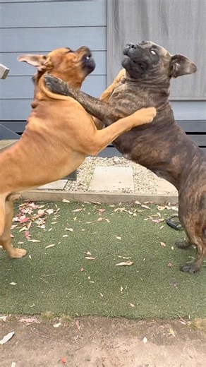 My Boerboel’s Boxing #boerboel #fyp #shortsfeed