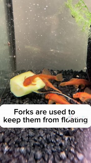 Best Food for Plecos: Ultimate Guide for Healthy Pet Fish