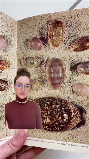 Did you know this about cowrie shells? 💙 They are so beautiful they were even once used as a currency 💵 #cowrieshells #didyouknow #oceanlovers #history #saltwaterheart