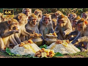 Real Indian Monkeys Cook Food in the Wild | Jungle Survival & Picnic Story