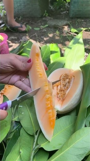 Belah Melon Lagi #melon