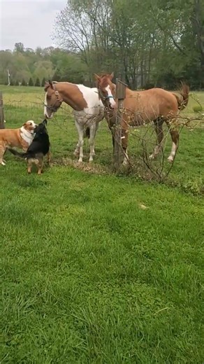 get along little doggies