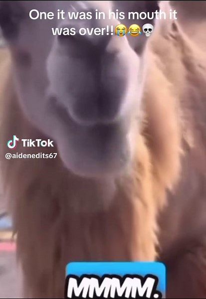 Funny Camel Eating Lemon: Hilarious Animal Moment