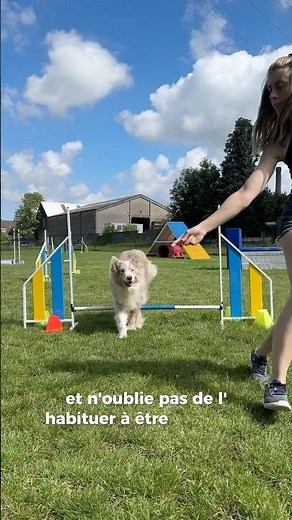 Comment commencer l’agility avec ton chien ? 🐶 TUTO !
