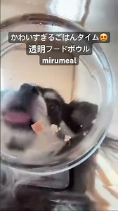 透明フードボウル miru meal うちの子のごはんタイム 可愛すぎる犬の食事シーン 犬猫のごはん時間が思い出に #shorts