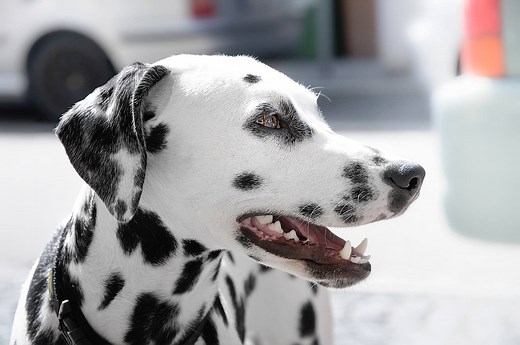 All About The Dalmatian And Dalmatian Training Tips