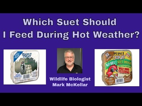 Which Suet Should I Feed During Hot Weather?
