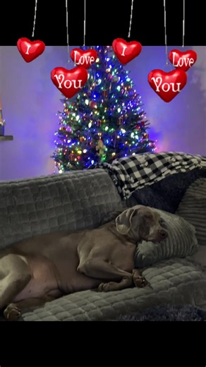 #dogsoftiktok #weimeraner #dog #puppy #fyp