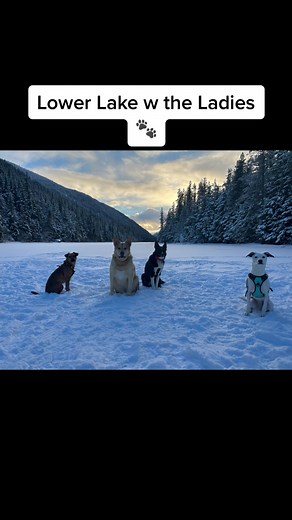 Lower Lake Lady Hike #hikingwithdogs #frozenlake #dogs #offleashlife #skagway #alaska #woods #winter #hiking #karelianbeardog