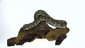 Granit Burmese Python O Python Molurus Bivittatus Sobre Caracol De Madera Aislado De Fondo Blanco Metrajes - Vídeo de comunidad, detalle: 157645442