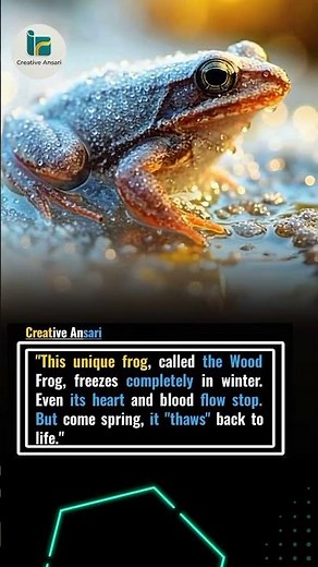 The ZOMBIE Frog: Wood Frog FREEZES Solid with NO Heartbeat and Thaws Back to Life!