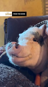 35K views · 1.5K reactions | BREAKING: Lucy can stay! New York City brass made one Staten Island family happy as a ham on Monday. Lori Anne Gannone, of Tottenville, said her family got a call from First Deputy Mayor Randy Mastro informing them Mayor Eric Adams would allow their 15-year-old pet pig, Lucy, to stay in the family’s Staten Island home as she receives medical care. Read more here: https://l.silive.com/ki1qle | Staten Island Advance | Facebook