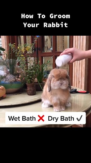 Rabbit Grooming Tips 🐰 #samasamabelajar #berbagiilmu #viral #fyp #foryou #foryoupage #tiktok #tiktokanimals #animalsoftiktok #tiktoktutorial #tips