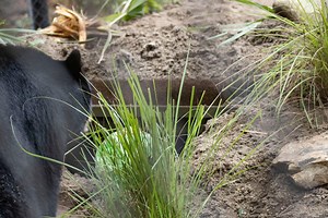15K views · 728 reactions | We are encouraging our two bears, Brody and Cheyenne, to act on their natural instinct to hole up during the upcoming winter months by providing them with the start of dens. They may not be visible in their habitat, but we hope to show them in their dens! Read more here: https://bit.ly/3kMH9Zs | Brevard Zoo | Facebook