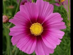 Cosmos After Show Season 1 Episode 6 "Deeper, Deeper, Deeper Still" | AfterBuzz TV