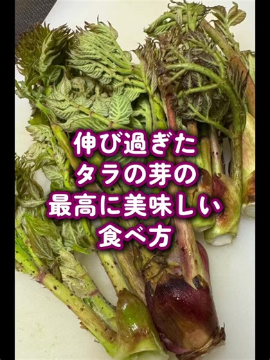 #雌ダラは大きく伸び過ぎてもまだまだ食べられます #おかず味噌 #牛脂とタラの芽のマリアージュ #山菜で自給自足生活 #YouTube野食塾
